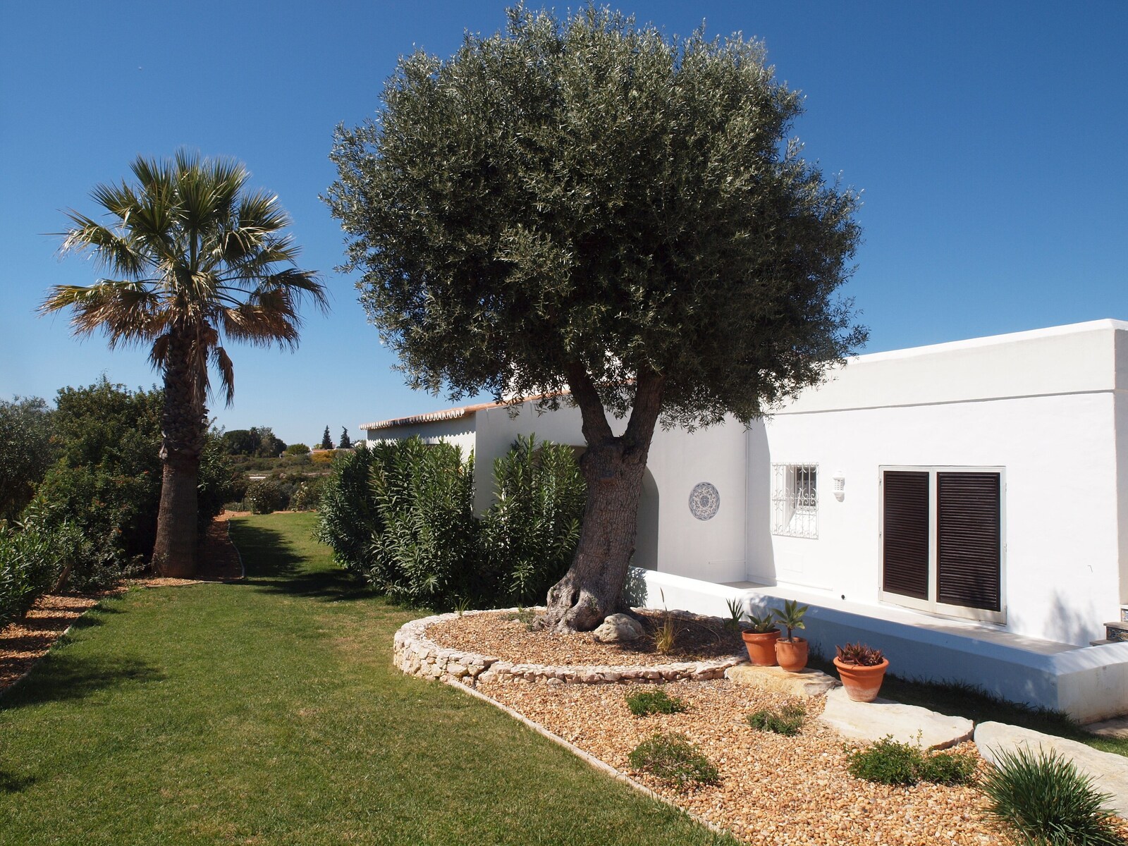 Garten der Casa Corrida mit altem Olivenbaum